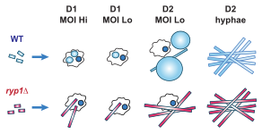 Experimental design for expression profiling of WT or ryp1 mutant C. posadasii arthroconidia germinating in the presence or absence of macrophages.  WT but not ryp1 mutant spores germinate to spherules in the presence of macrophages.  Both genotypes germinate to hyphae in the absence of macrophages.