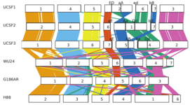 Seven Histoplasma genome assemblies, arranged vertically, with lines connecting orthologous genes to indicate widespread synteny as well as chromosomal rearrangements that occurred during the passaging of the G217B derived strains UCSF1, UCSF2, and UCSF3.