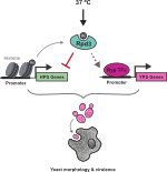 Model in which, at host temperature, Rpd3 inhibits hyphal promoting genes via histone deacetylation, acting in concert with Ryp induction of yeast promoting genes to induce the pathogenic yeast morphology at this temperature.